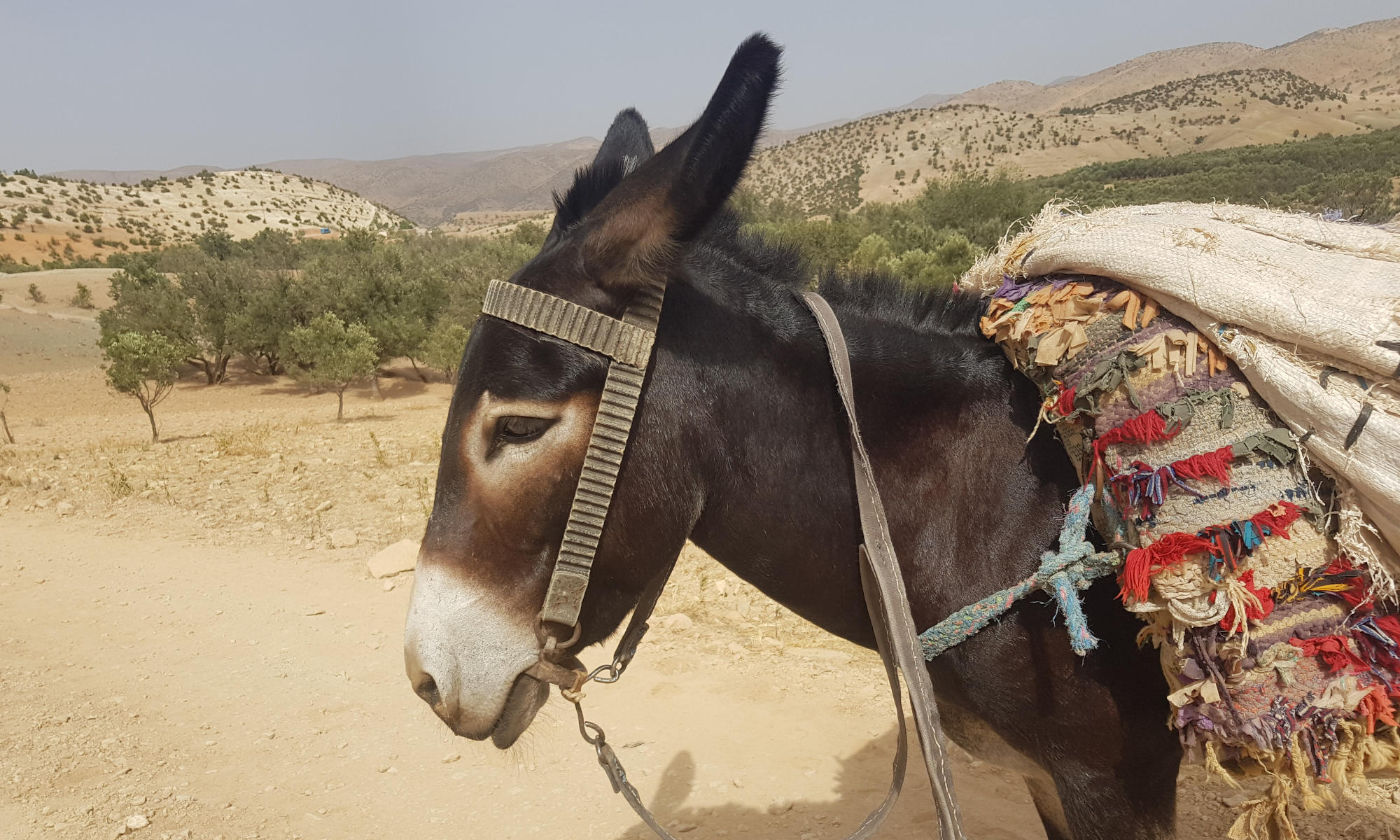 Exotic Donkey ride