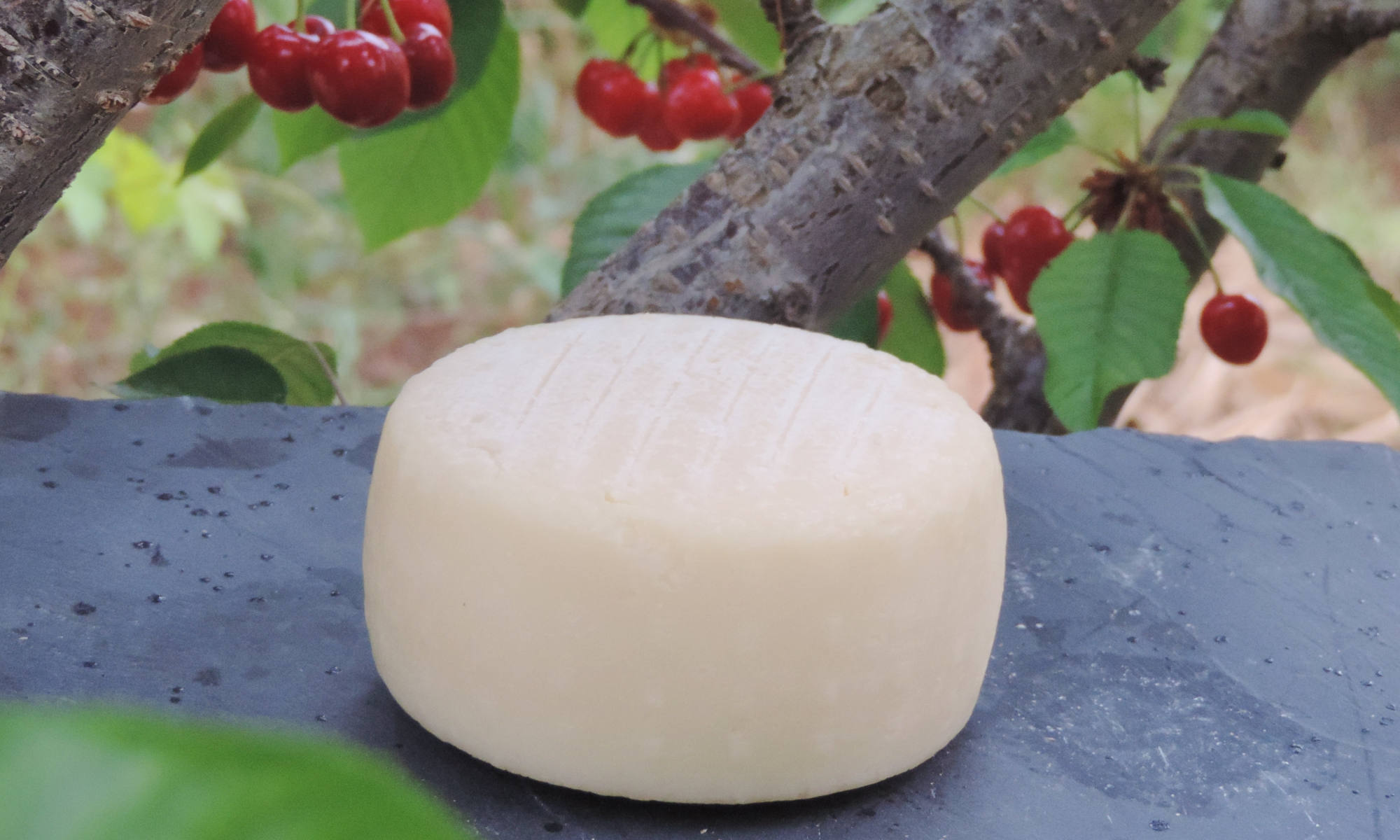 Berber Cedar Goat Cheese