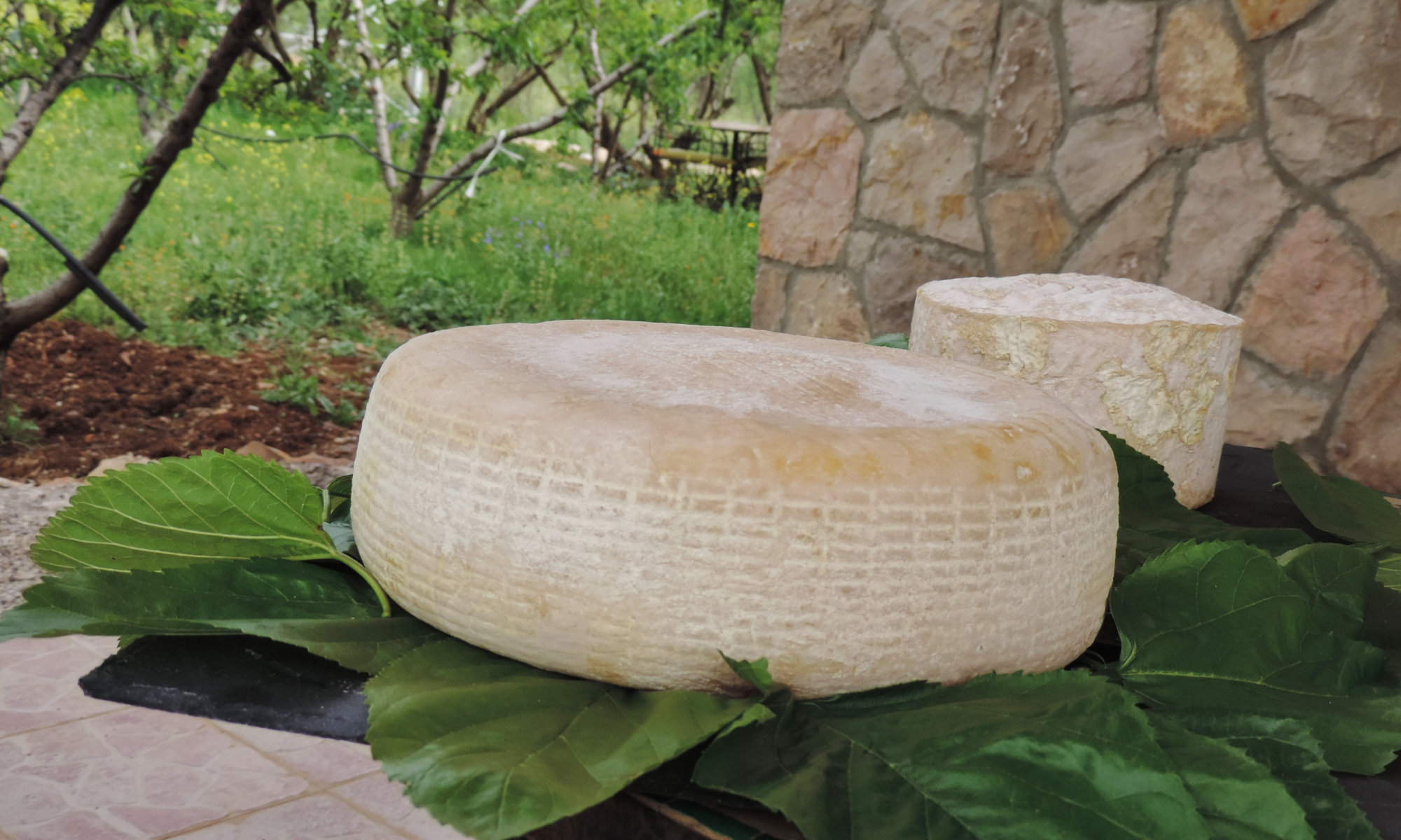 Mimouna Goat Cheese