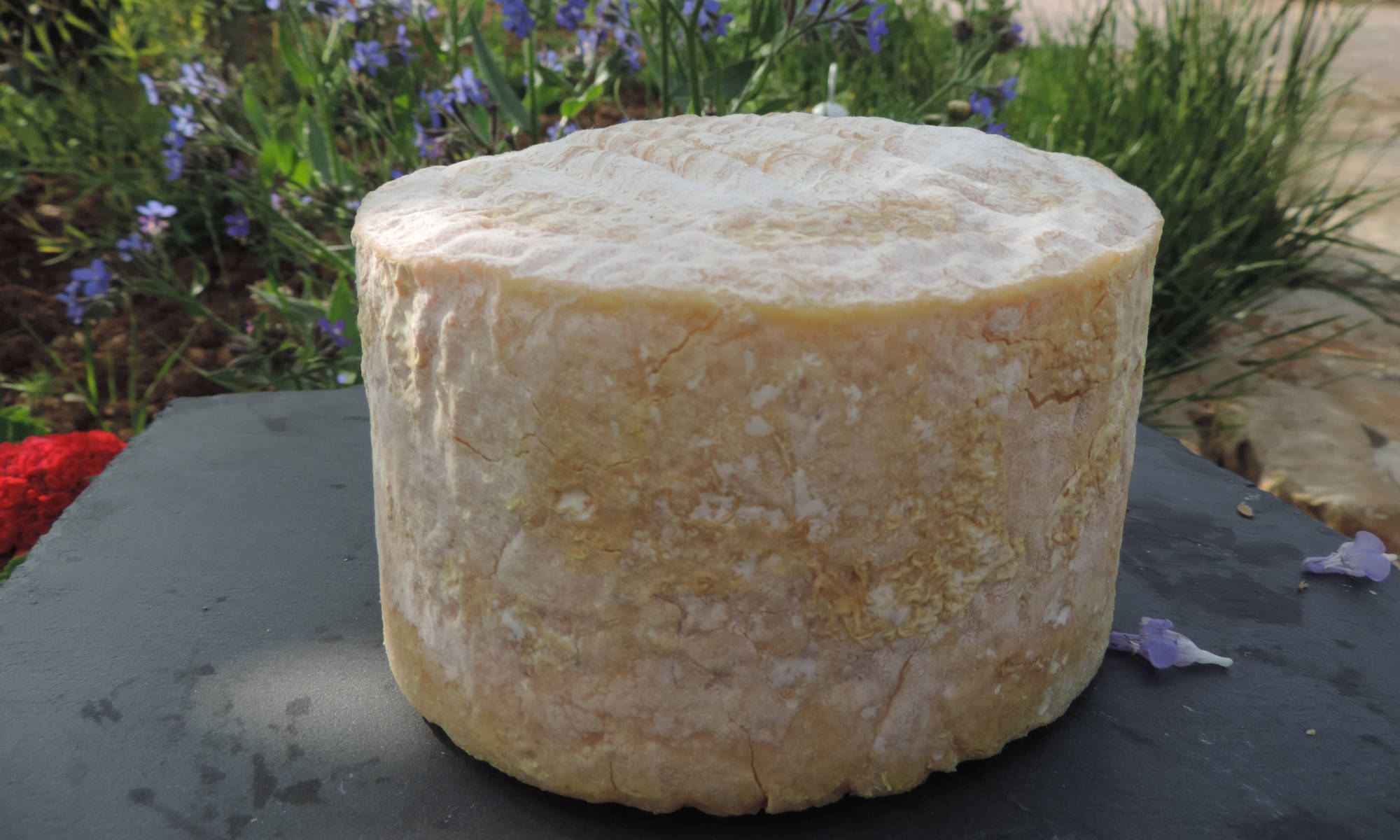 Timahdite Sheep Cheese